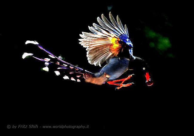 Taiwan Blue Magpie in Flight